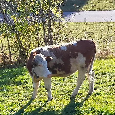 Lägenhet Casa Da Ghislin Teglio