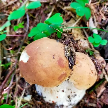 Casa Da Ghislin Apartment